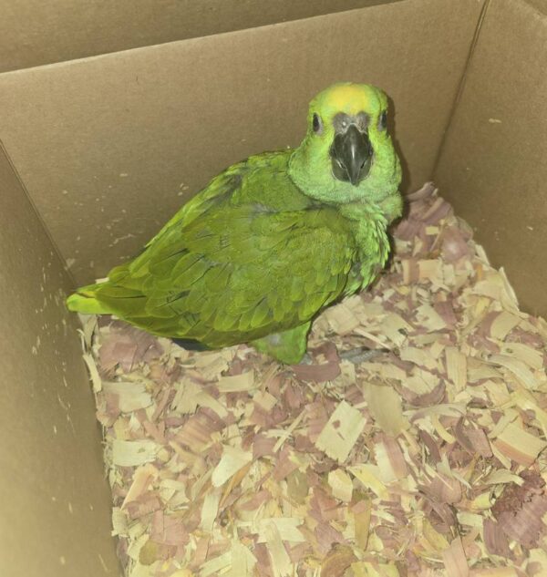 Yellow-naped amazon Chicks for sale - Image 3