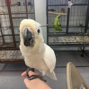 Young Baby Umbrella Cockatoo For sale
