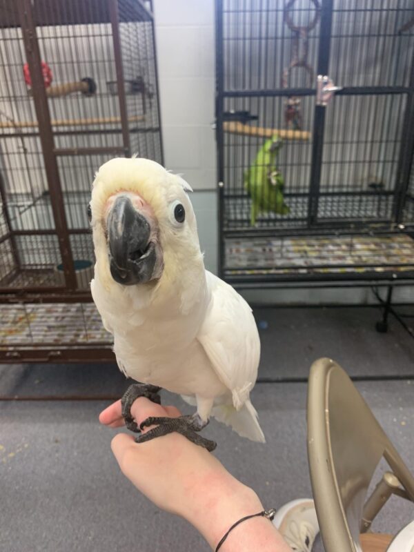 Young Baby Umbrella Cockatoo For sale