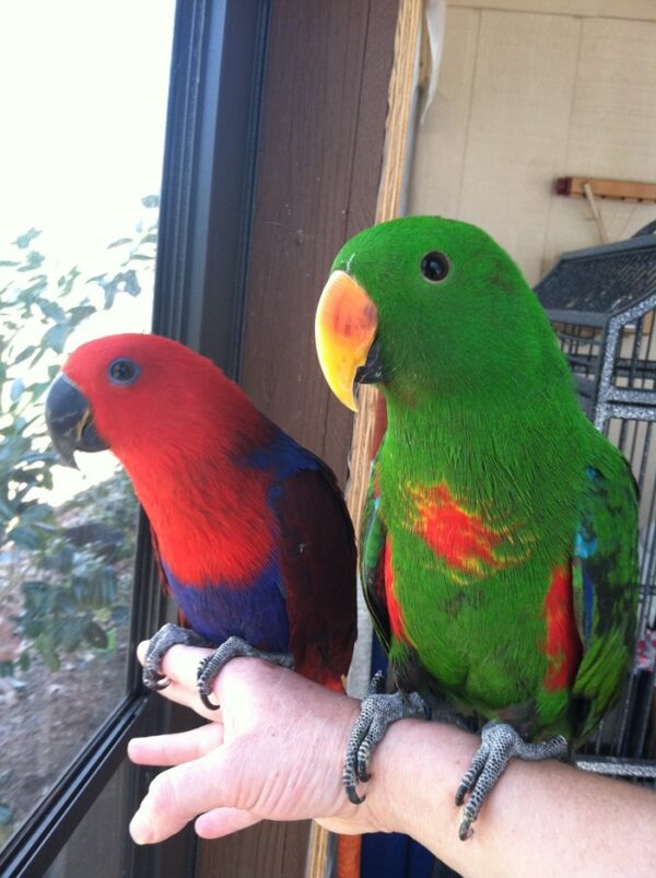 Eclectus parrots: Tina and Titi - Image 3