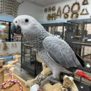 African grey parrots for sale