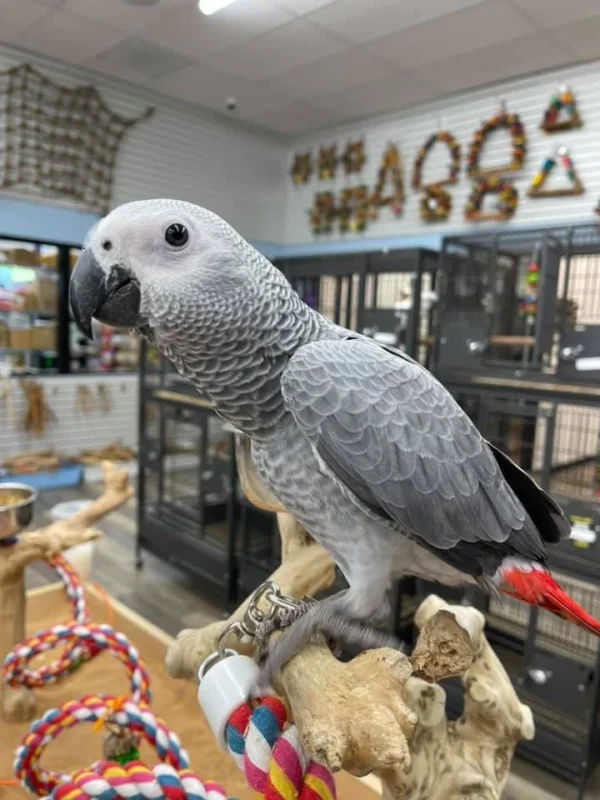 African grey parrots for sale