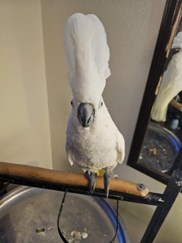 Umbrella Cockatoo: Mayer - Image 3