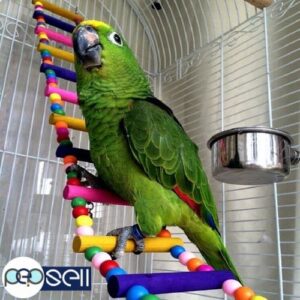 Female Yellow Napped Amazon parrot for sale