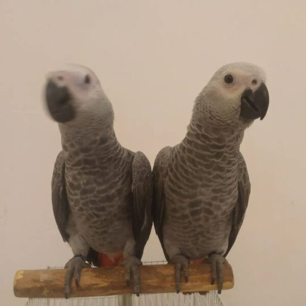 SOLD - Image 4