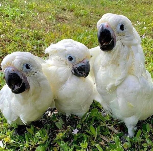 umbrella cockatoo for sale