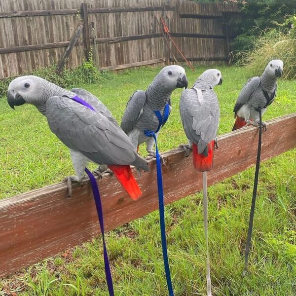 Pair African Grey Parrots
