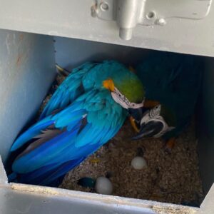 Blue And Gold Macaw Eggs For Sale