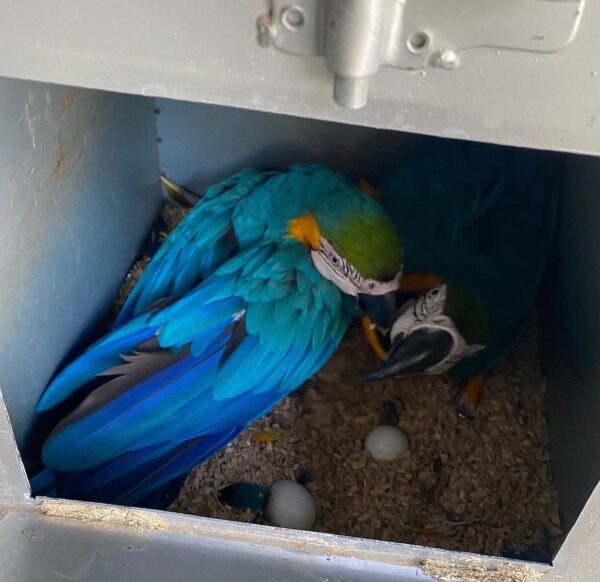 Blue And Gold Macaw Eggs For Sale