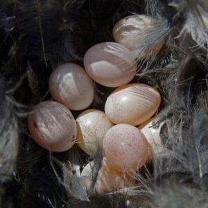Yellow Front Head Amazon Parrot eggs for sale