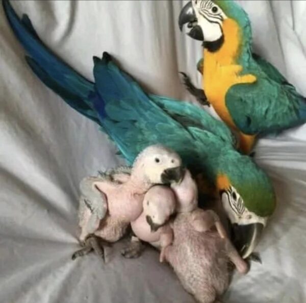 blue and gold macaw for sale