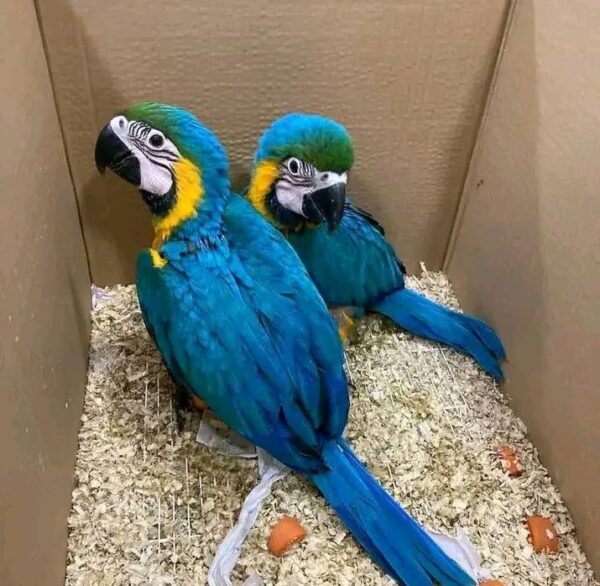 Blue And Gold Macaws: Tina - Image 2