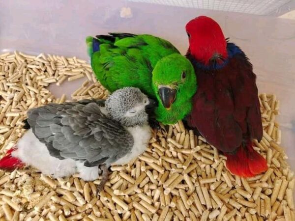 eclectus parrots for sale