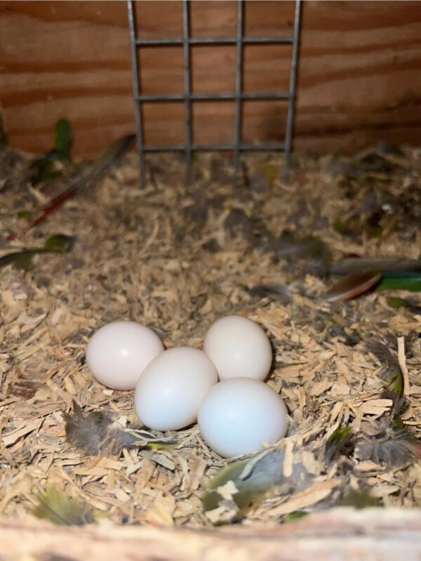 Blue And Gold Macaw Eggs For Sale - Image 2