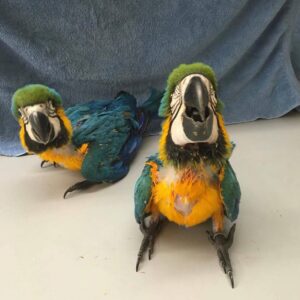 Blue And Gold Macaw: Young Babies