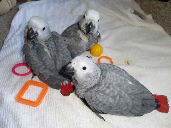 African Grey Parrot for sale in the USA or Canada