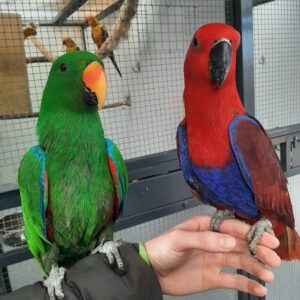 Eclectus parrots for sale