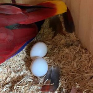 Eclectus parrots Fertile Eggs For Sale