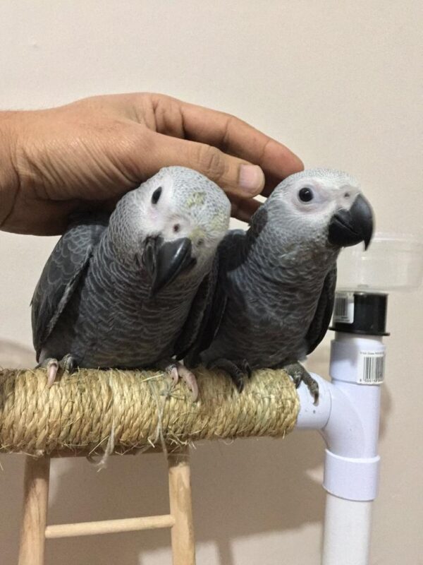 African grey parrots for sale