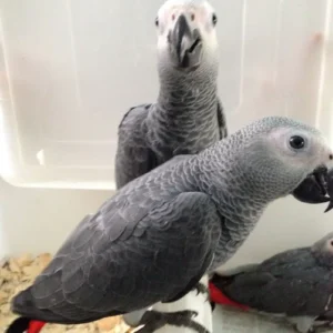 Pair African Grey Parrots: Tim and Tina