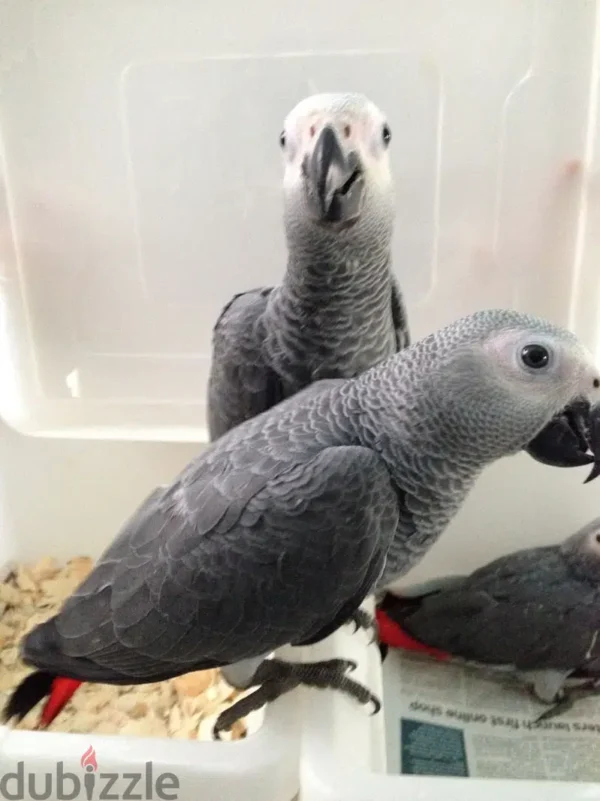 Pair African Grey Parrots: Tim and Tina