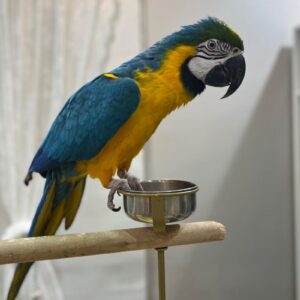 Blue And Gold Macaw: Oman