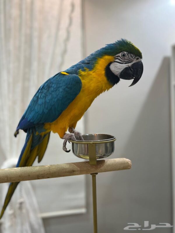 Blue And Gold Macaw: Oman
