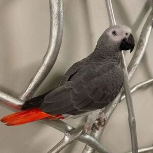 African grey male
