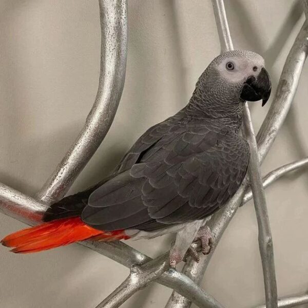African grey male