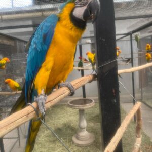 Blue and Gold Macaw for sale