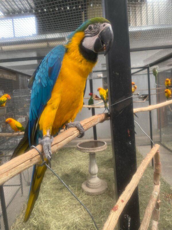 Blue and Gold Macaw for sale
