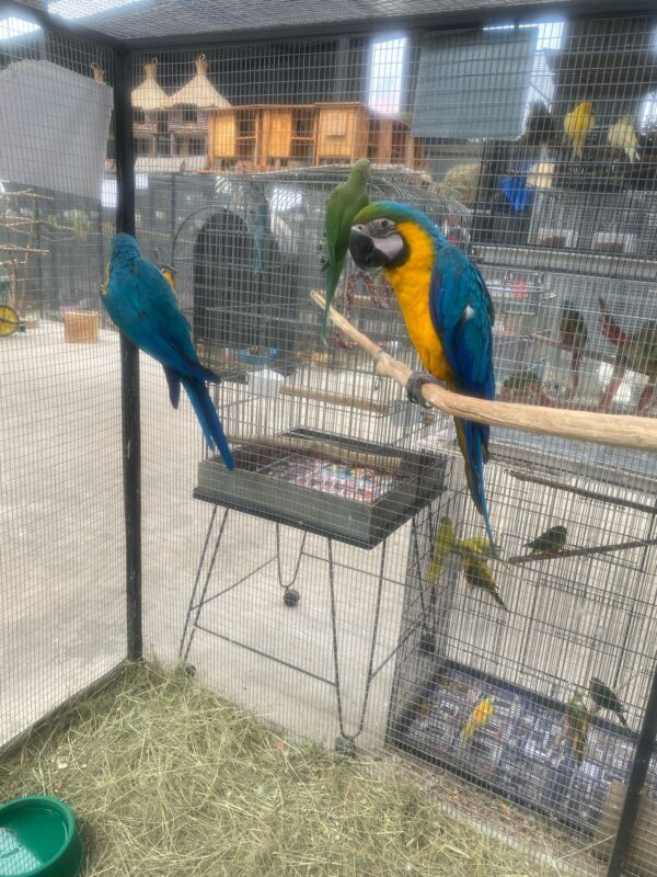 Blue And Gold Macaws: Alan and Lilian - Image 2