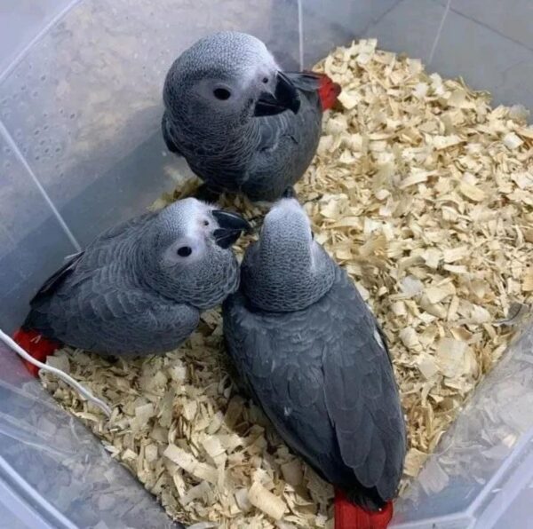Baby Congo African grey parrots