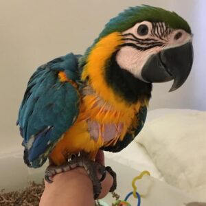 Blue And Gold Macaw
