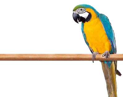 Blue And Gold Macaw