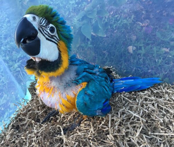 Blue And Gold Macaw - Image 2