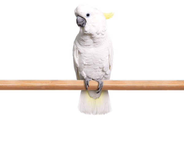 Cockatoo parrots for sale