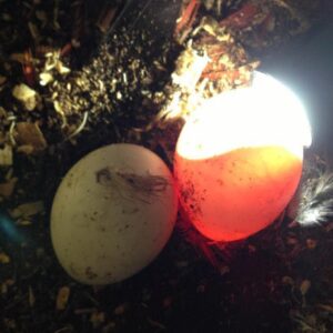 Eclectus Parrot Eggs For Sale