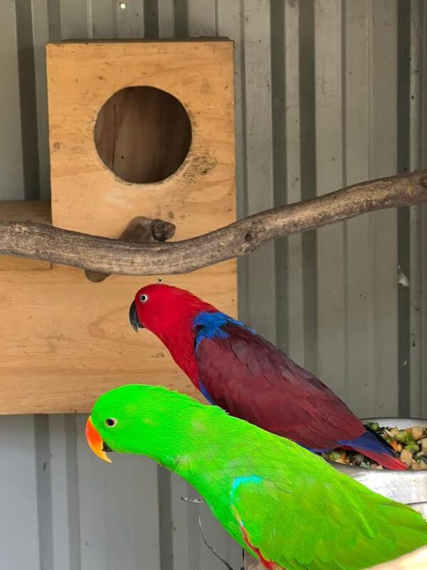 Eclectus parrots: Tina and Titi - Image 2