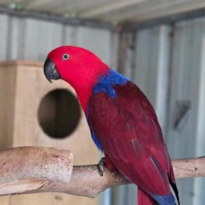 Eclectus parrots