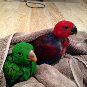 Eclectus parrots