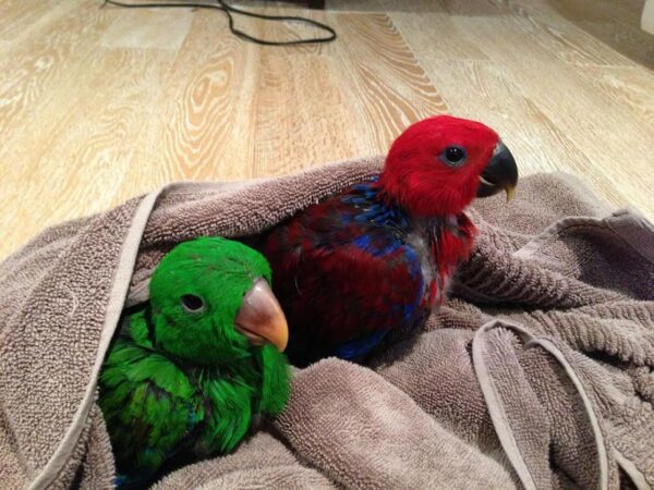 Eclectus parrots