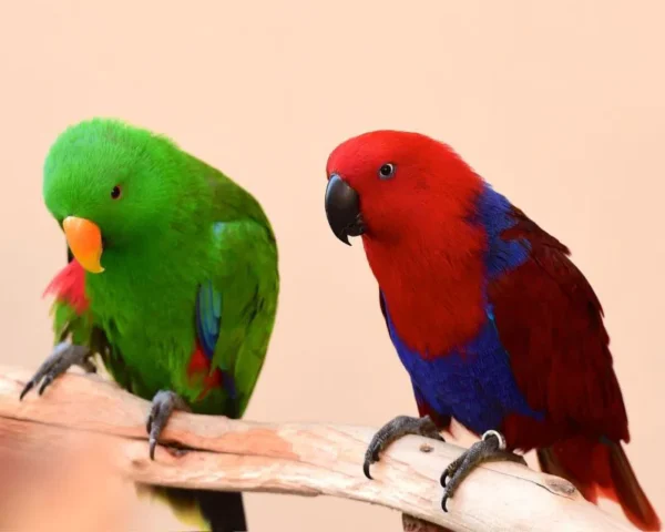Eclectus parrots: Tina and Titi - Image 5