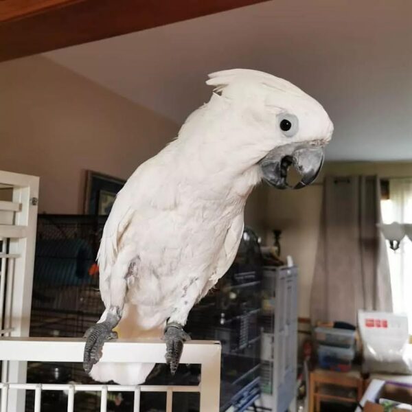 Female Umbrella Cockatoo