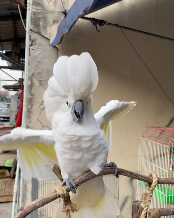Female Umbrella Cockatoo