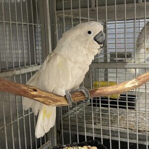 umbrella cockatoo parrots