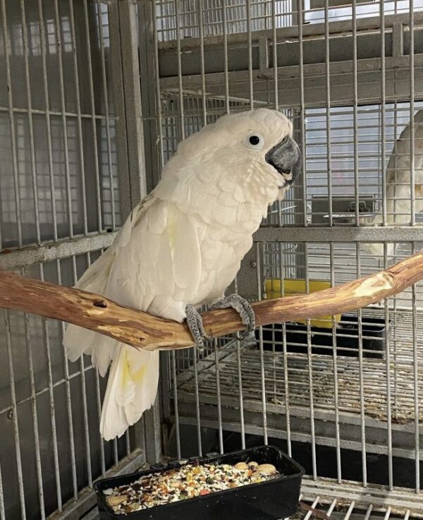 Umbrella Cockatoo:Prisco - Image 3