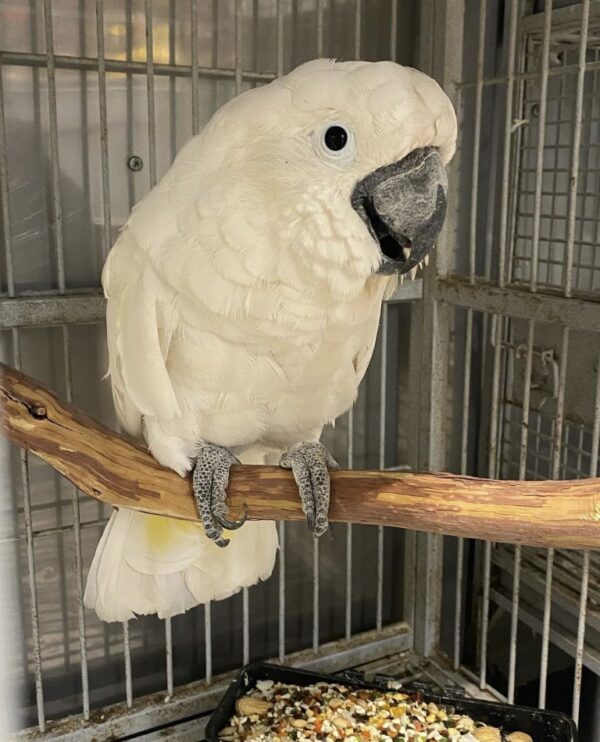 Umbrella Cockatoo:Prisco - Image 2