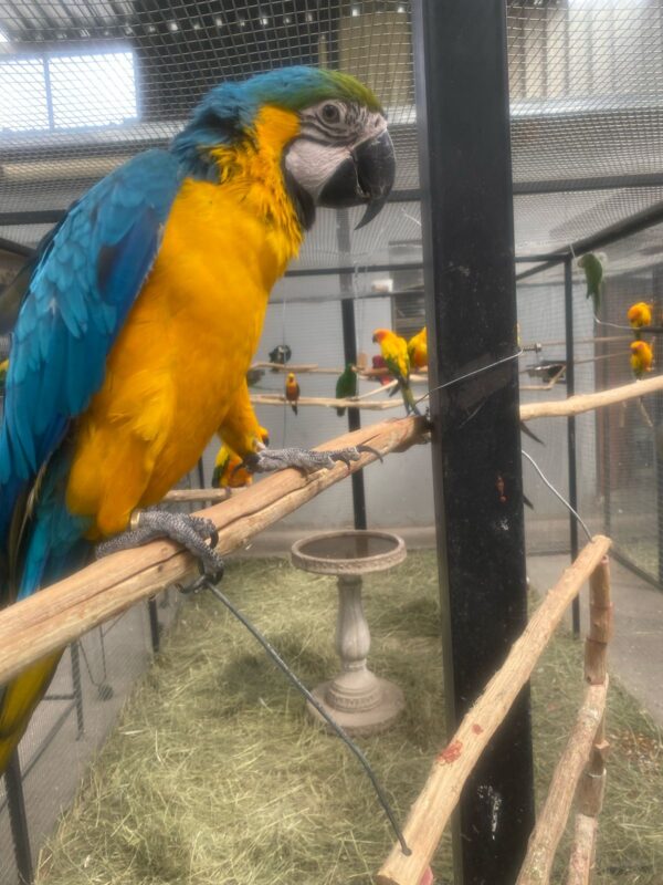 Blue And Gold Macaws: Alan and Lilian - Image 3
