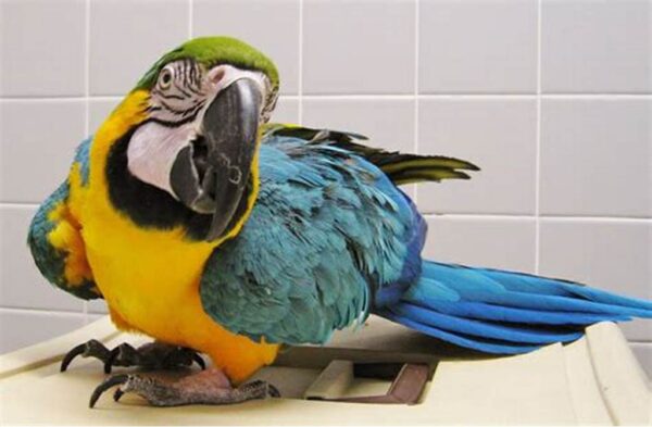 Blue And Gold Macaw: Brabra - Image 3